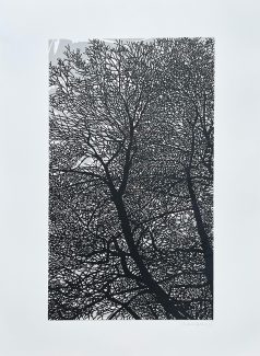 Winter Filligree 2 (oak) - Andrew Carter